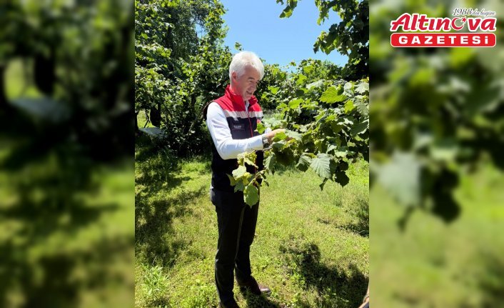 Rize'de 50 bin samuray arısı doğaya salındı