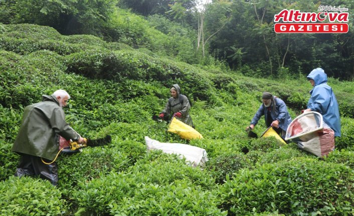 Rize'deki çay bahçelerinde ilk sürgün hasadı yoğunluğu
