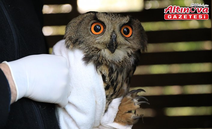 Bafra'da yaralı bulunan puhu tedavisinin ardından doğaya bırakıldı