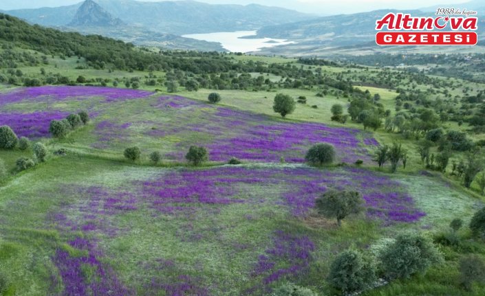 Şebinkarahisar'da çayırlar mor çiçeklerle süslendi