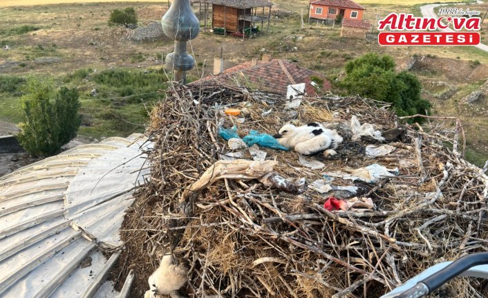 Sungurlu'da yuvasında asılı kalan leylek kurtarıldı