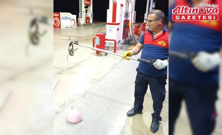 Taşova’da akaryakıt istasyonuna giren yılanı itfaiye ekipleri yakaladı