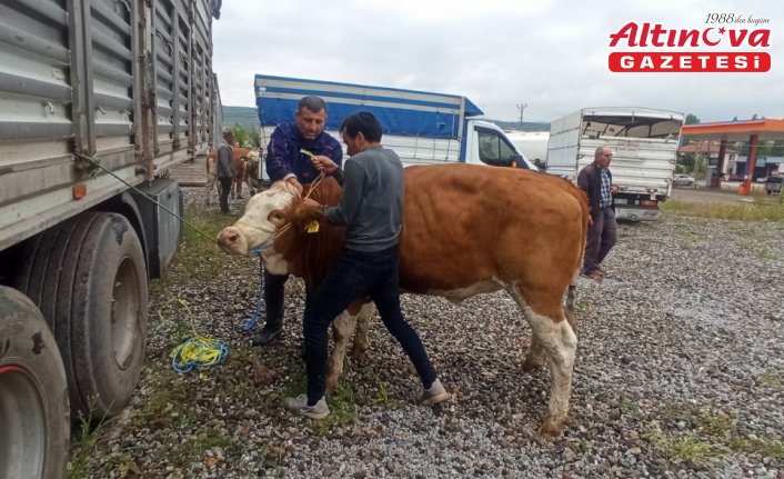 Tokat'ta 160 damızlık gebe düve dağıtıldı