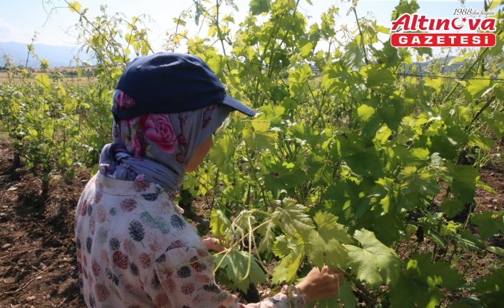 Tokat'ta coğrafi işaretli “narince“ bağ yaprağında hasat sürüyor