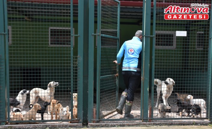 Trabzon'da 14 ayda 1182 sahipsiz köpek yeni yuvalarına kavuştu