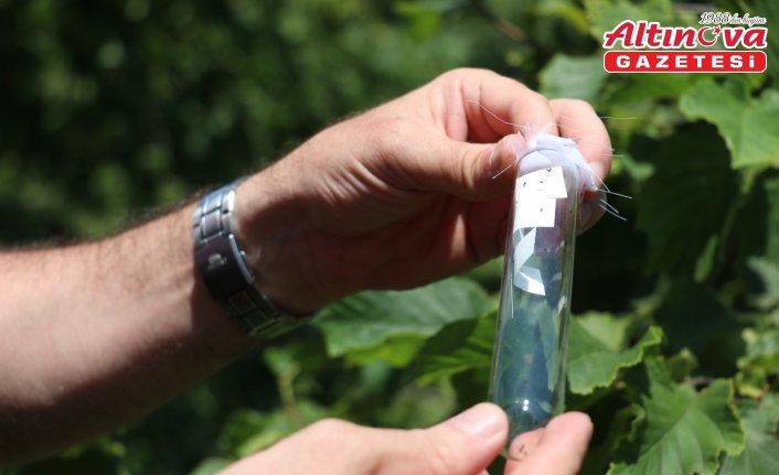 Trabzon'da bir haftada 56 bin samuray arısı doğaya salındı