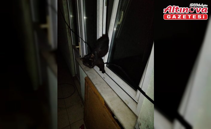Zonguldak'ta pencereye sıkışan kedi itfaiye ekiplerince kurtarıldı
