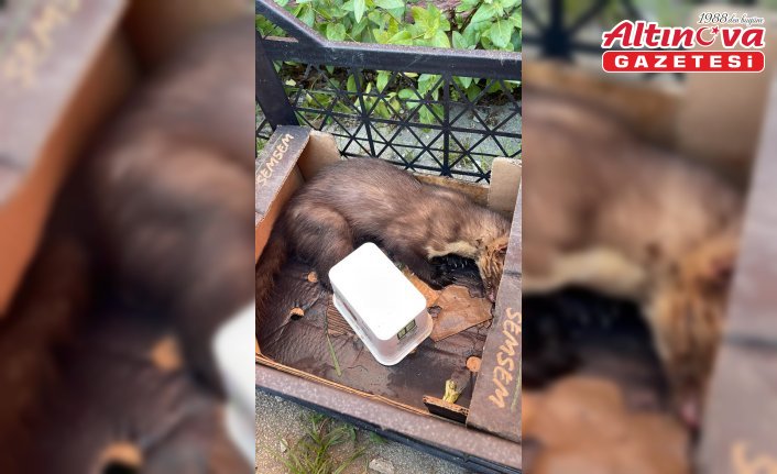 Zonguldak'ta yaralı sansar tedavi altına alındı