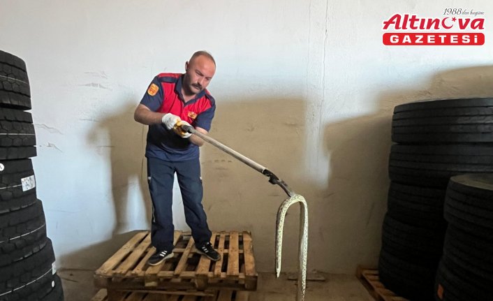 Amasya’da iş yerine giren yılan doğaya salındı