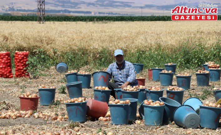Amasya'da kuru soğan hasadı başladı