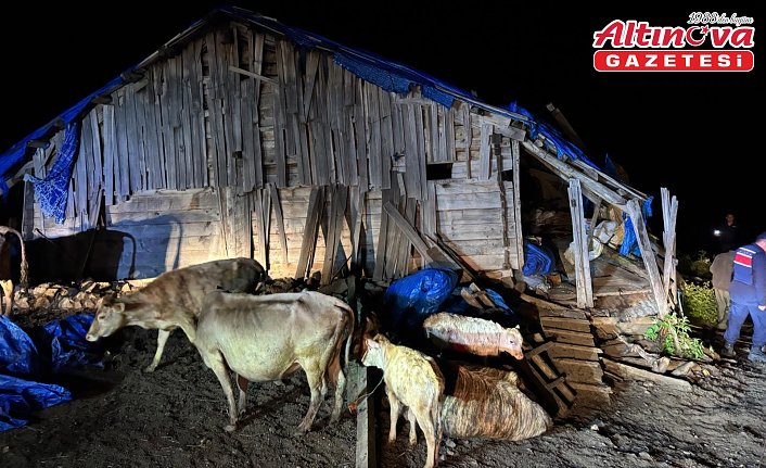 Artvin'de çöken ahırdaki 33 büyükbaş hayvan kurtarıldı