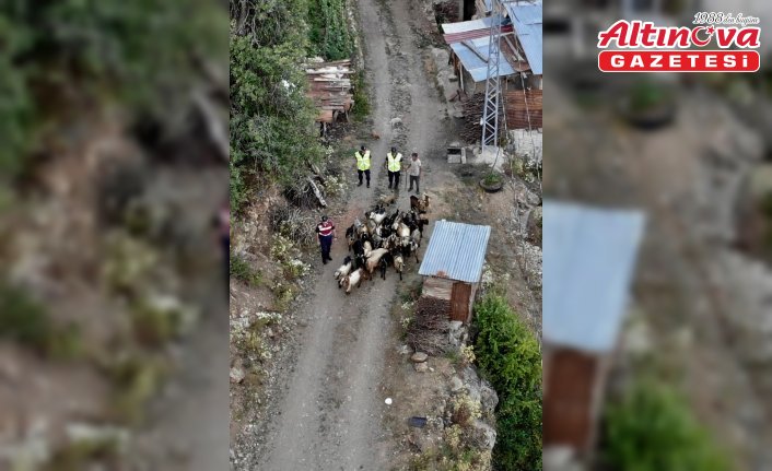Artvin'de kaybolan keçileri jandarma ekipleri buldu