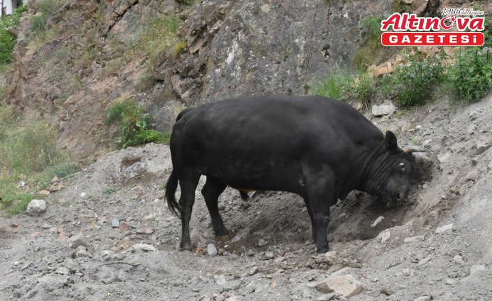 Artvin'de üç aydır antrenman yapan boğalar arenaya çıkmaya hazır