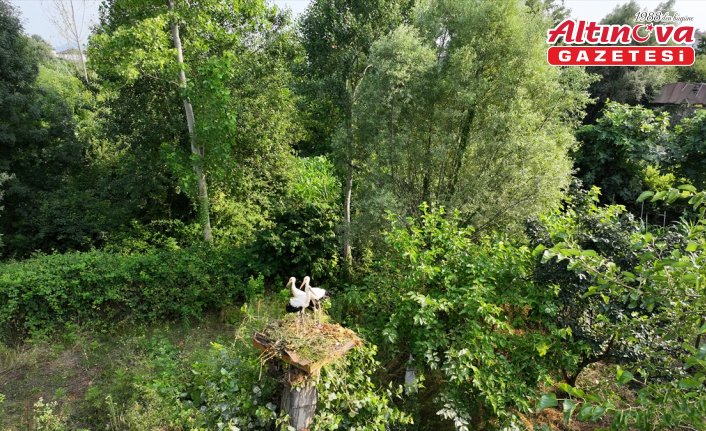Belediye ekipleri yıkılan ağaçtan düşen leyleklere yeni yuva yaptı