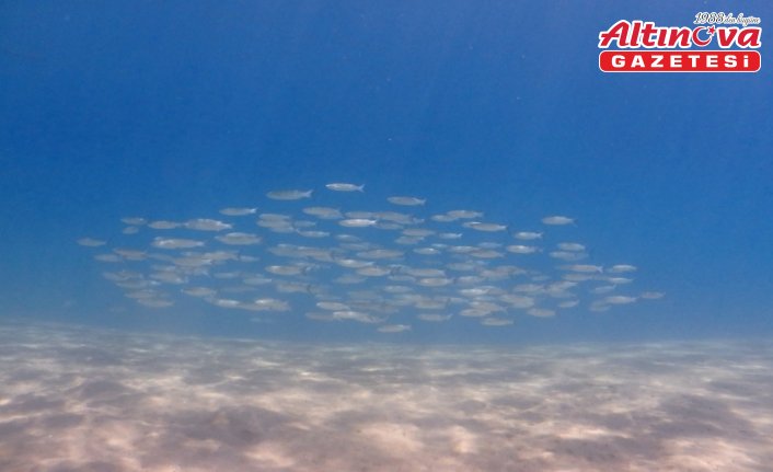 Bodrum'da gönüllü dalgıçlar deniz dibinden 168 kilogram atık çıkardı