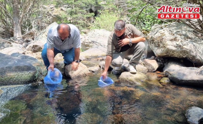 Bolu'da 12 bin kırmızı benekli alabalık yavrusu derelere bırakıldı