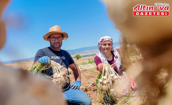 Coğrafi işaretli Taşköprü sarımsağında hasat sürüyor