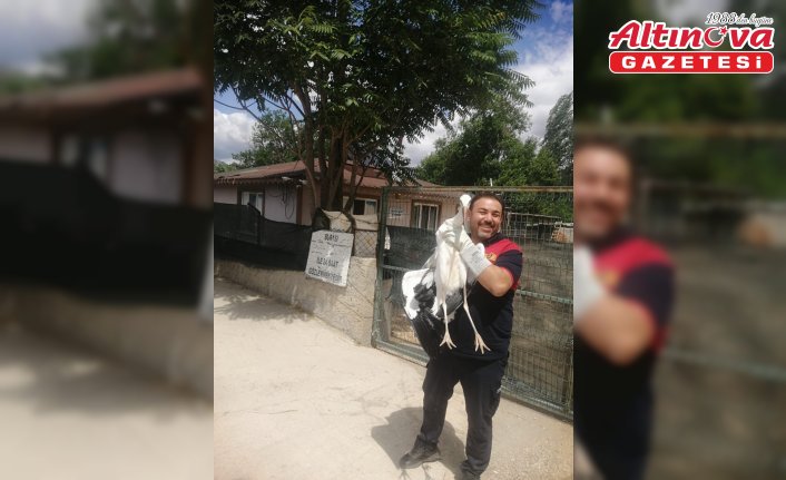 Çorum'da yuvasından düşerek yaralanan leylek, tedavi edilecek