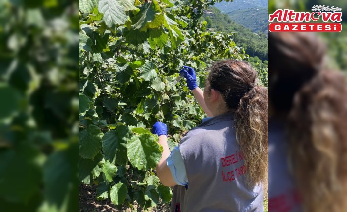 Dereli'de 2 binin üzerinde samuray arısı doğaya salındı