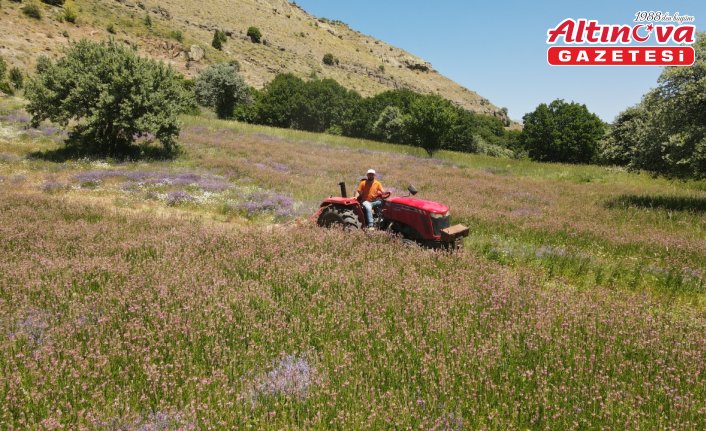 Giresun'da tarımsal üretim planı ile yetiştirilen ürünlerin ilk hasadı yapıldı