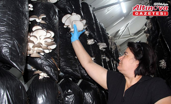 Güçlerini birleştiren 16 kadın, kurdukları tesiste mantar üretimine başladı