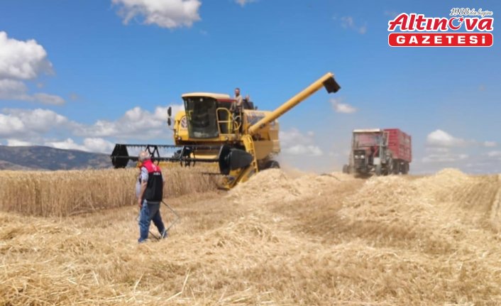 Gümüşhacıköy'de dane kaybına karşı biçerdöver kontrolleri başladı