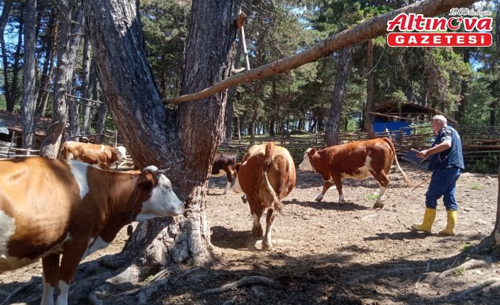 Gümüşhacıköy'de şap hastalığına karşı aşılama çalışmaları sürüyor