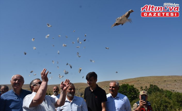 Gümüşhane'de 400 keklik doğaya bırakıldı