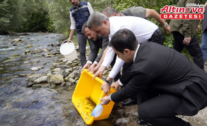 Gümüşhane'deki Çit Deresi'ne 10 bin alabalık yavrusu bırakıldı
