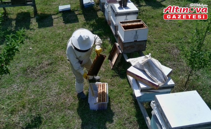 Gür ormanlarda üretilen tescilli Sinop kestane balının hasadı tamamlandı