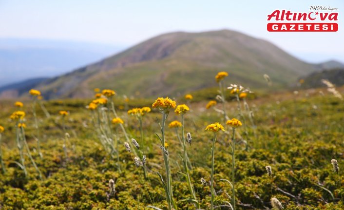 Ilgaz Dağı'nın zirvesinde açan çiçeklerle bahar yeni yaşanıyor