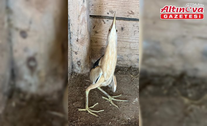 Karabük'te nesli tehlike altında olan “Bayağı Balaban“ yaralı olarak bulundu