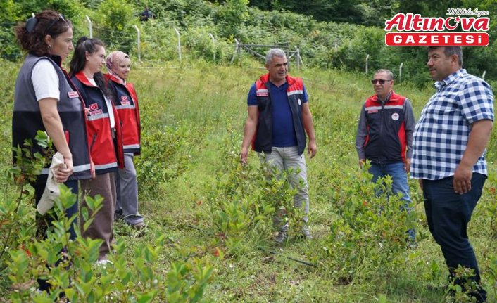 Kastamonu'da aronya üretim alanı 224 dekara ulaştı