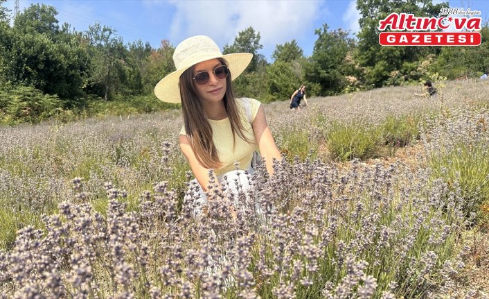 Kastamonu'da turizmcinin atıl tarlasına kurduğu lavanta bahçesinde hasat şöleni yapıldı