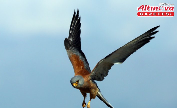 Konya'da kerkenezlerin “av mesaisi“