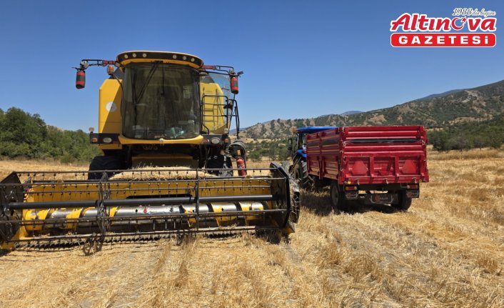 Laçin'de nohut hasadı başladı