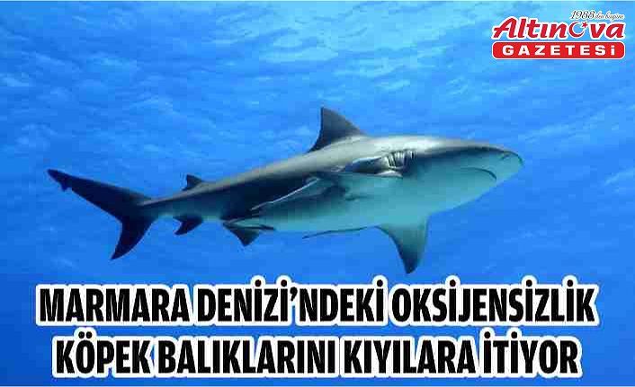 Marmara Denizi'ndeki oksijensizlik köpek balıklarını kıyılara itiyor