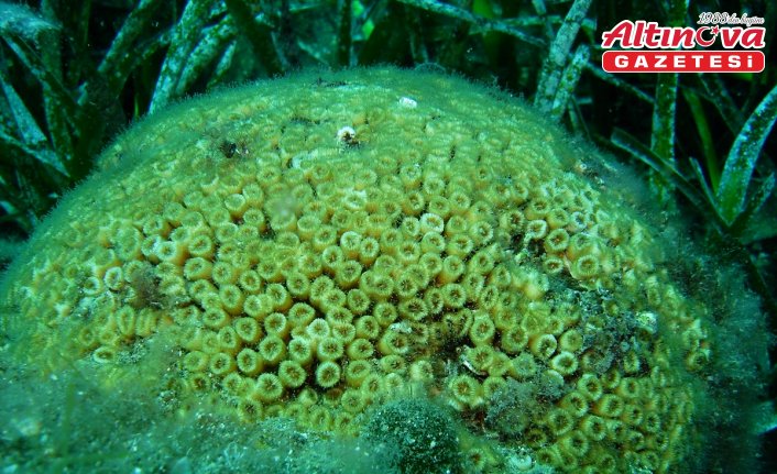 Marmara ve Kuzey Ege'nin endemik mercanları için koruma projesi