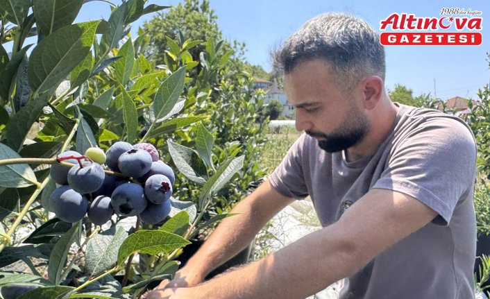 Öğrencilik yıllarında tadından etkilendiği yaban mersininin üreticisi oldu