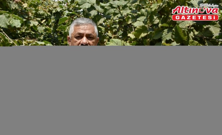 Ordu'da sahil kesiminde fındık hasadına 4 Ağustos'ta başlanacak