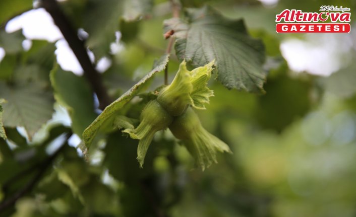 Ordu'da tahmini fındık rekoltesi tespit çalışmalarına başlandı