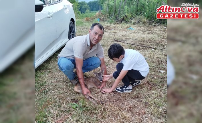 Ordu'da yaralı yavru karaca tedavi altına alındı