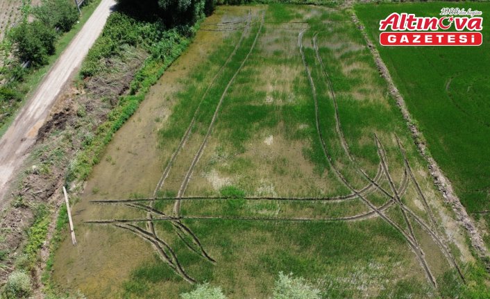 Bafra'da su kanallarının taşması sonucu tarım arazileri zarar gördü