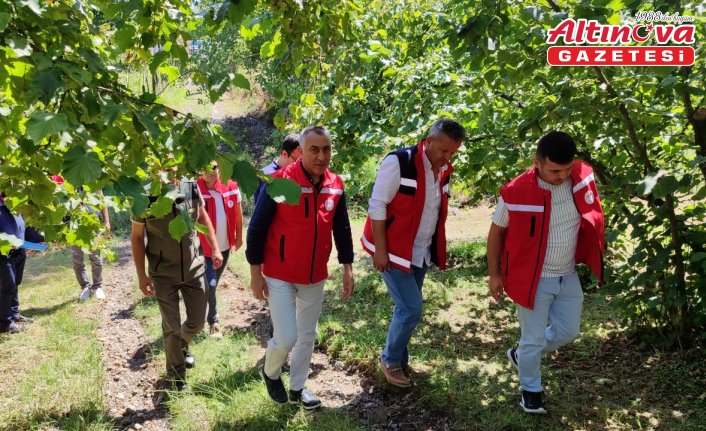 Samsun'da tahmini fındık rekolte çalışması yürütülüyor