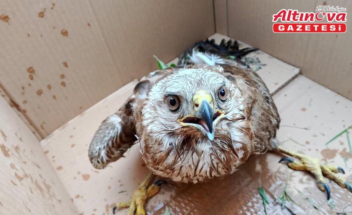 Sinop'ta yaralı bulunan doğan kuşu tedavi altına alındı