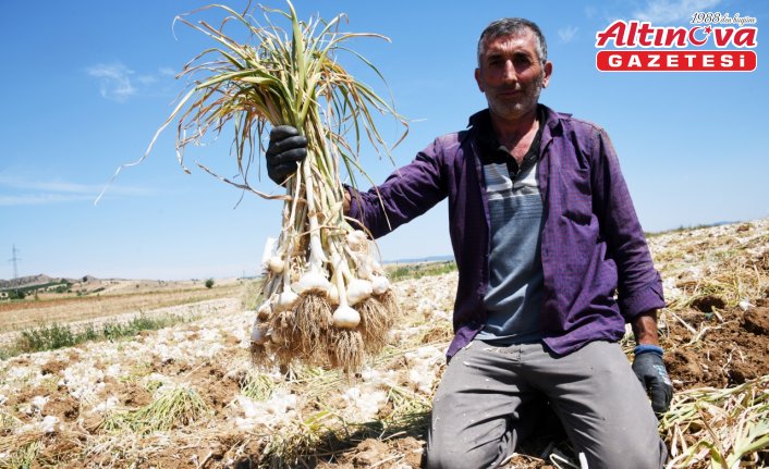 Taşköprü sarımsağı üreten çiftçi 30 yıldır ata tohumundan vazgeçmiyor