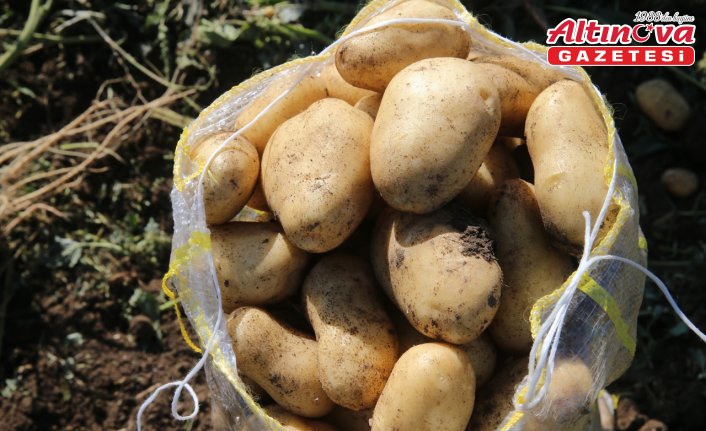 Tokat'ın Niksar ilçesinde 30 bin ton patates rekoltesi bekleniyor