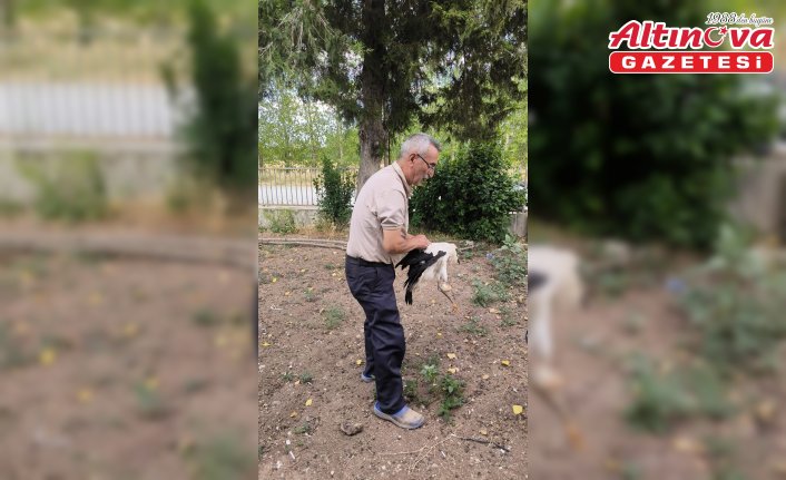 Tokat'ta yuvadan düşen leylek tedavi altına alındı