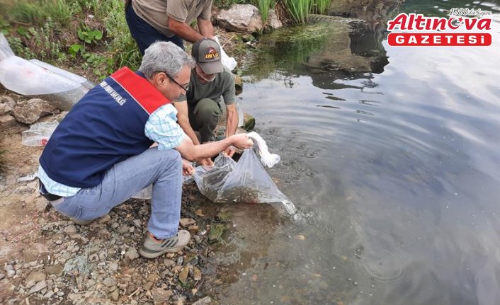 Topuk Yaylası Göleti'ne 100 bin pullu sazan yavrusu bırakıldı
