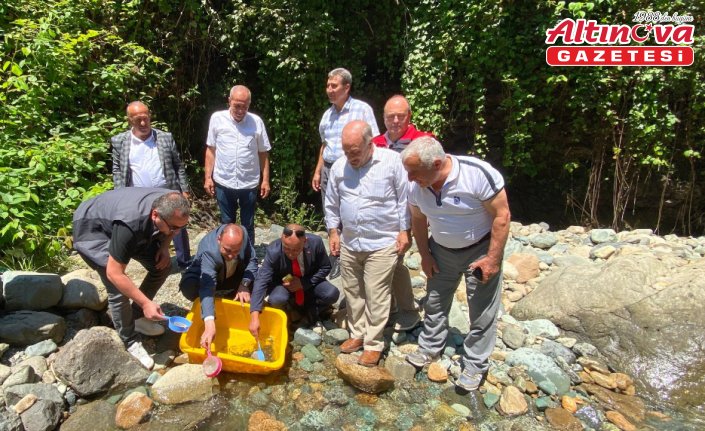Trabzon'da 10 bin alabalık yavrusu Küçükdere Vadisi'ne bırakıldı